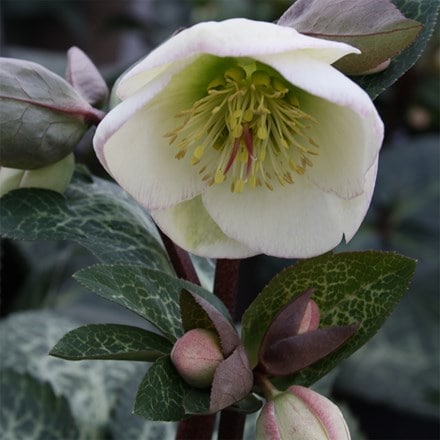 Helleborus (Rodney Davey Marbled Group) Moondance ('Epb 20') (PBR) (Frostkiss Series)