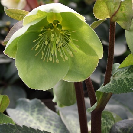 Helleborus (Rodney Davey Marbled Group) Illumi Lime ('Epb 24') (PBR) (Frostkiss Series)