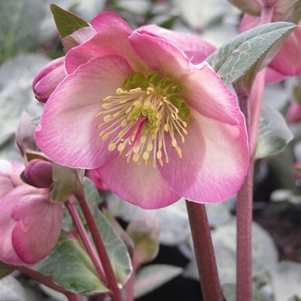 Helleborus (Rodney Davey Marbled Group) Dorothy's Dawn ('Epb 29') (PBR) (Frostkiss Series)