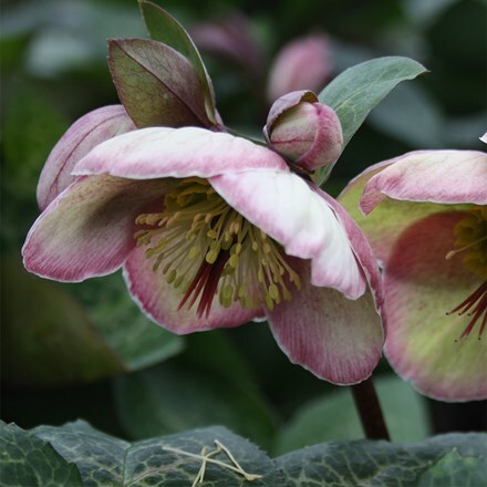 Helleborus (Rodney Davey Marbled Group) Bayli's Blush ('Rd06') (PBR) (Frostkiss Series)