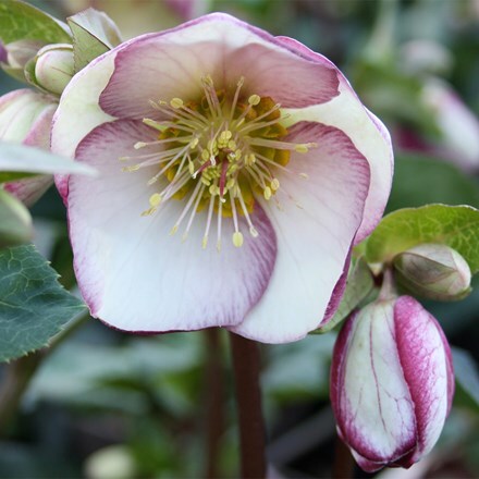 Helleborus (Rodney Davey Marbled Group) Glenda's Gloss ('Epb 25') (PBR) (Frostkiss Series)