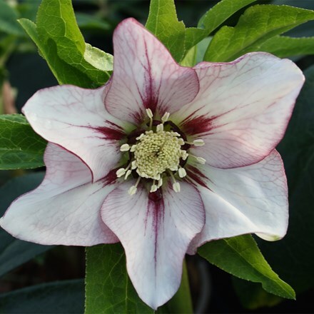 Helleborus × hybridus Painted Bunting (Glamour Series)