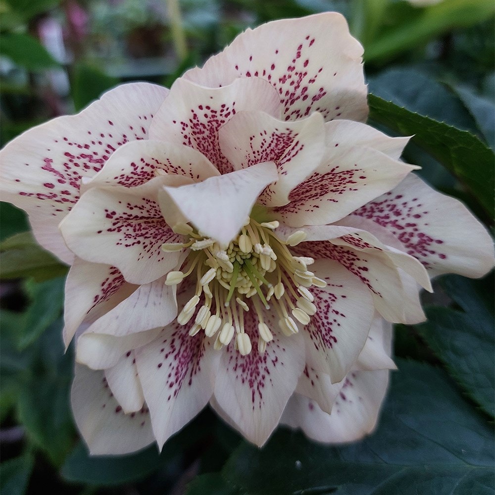 <i>Helleborus</i> × <i>hybridus</i> 'Double Ellen Peach'