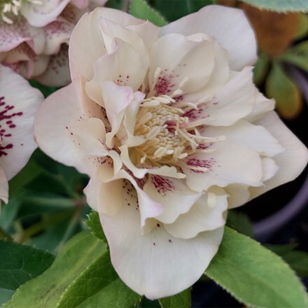 Helleborus × hybridus Double Ellen Peach
