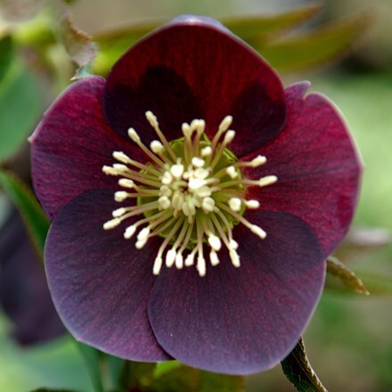 Helleborus × hybridus Pretty Ellen Purple