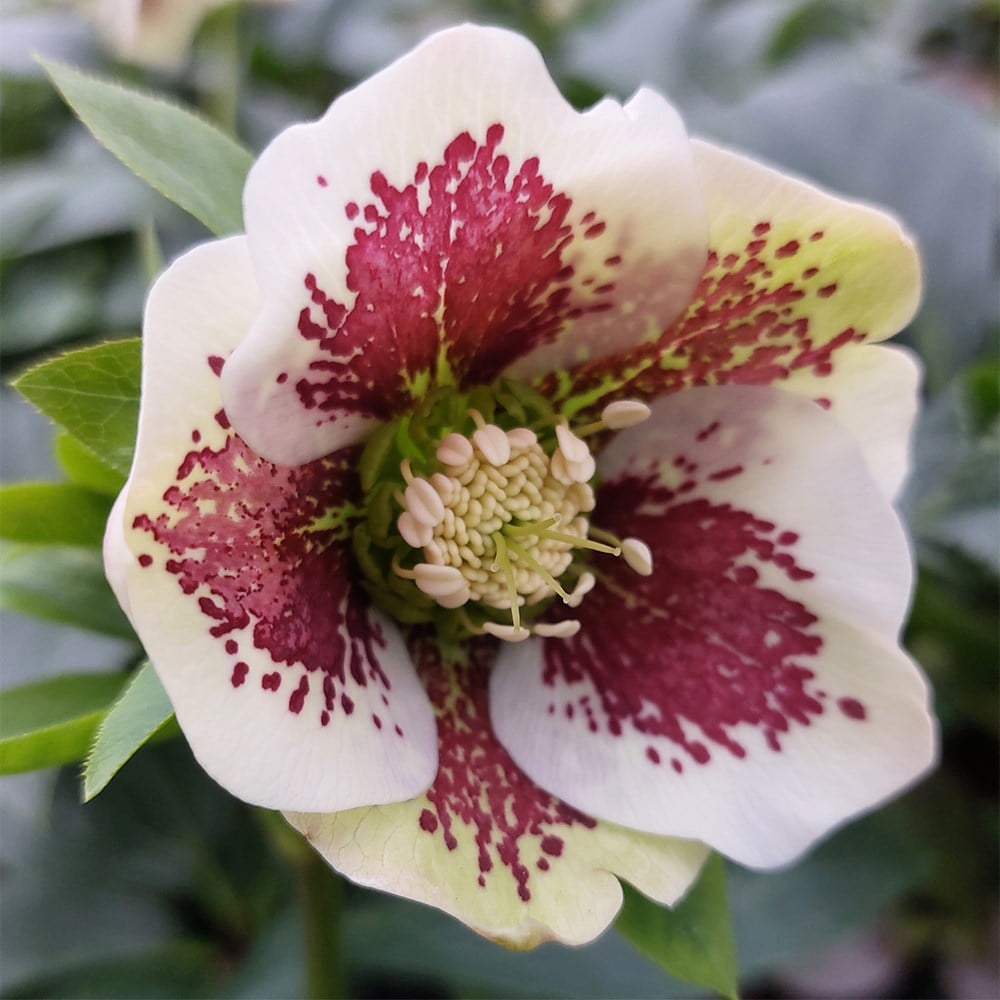 Lenten rose hellebore