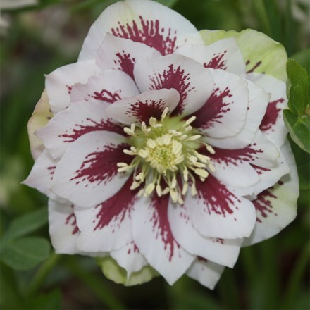 Helleborus × hybridus Pretty Ellen White Spotted