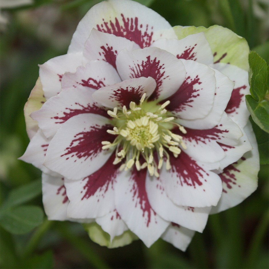 Lenten rose hellebore