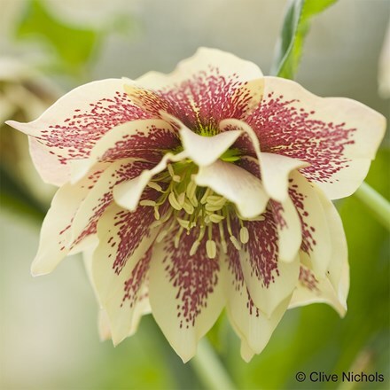 Helleborus × hybridus Harvington double yellow speckled