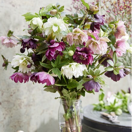Helleborus × hybridus Double Ellen collection with peach