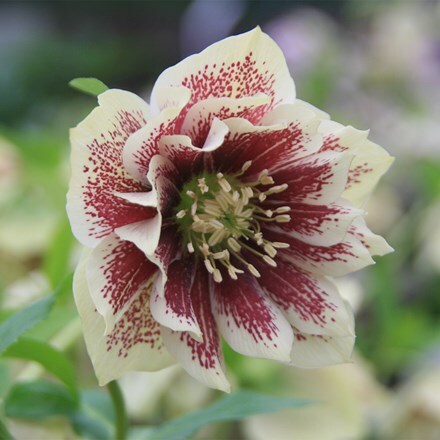Helleborus × hybridus Harvington double cream speckled