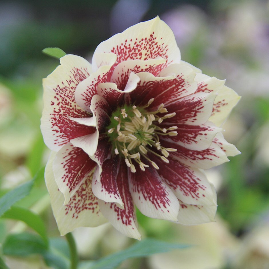 Lenten rose hellebore