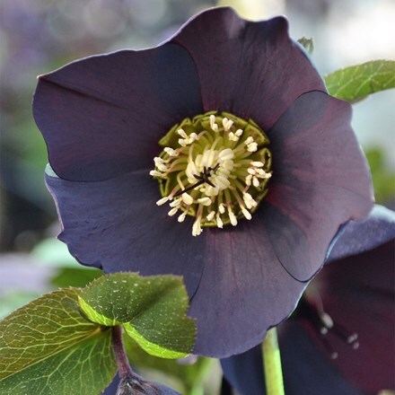 Helleborus × hybridus Black