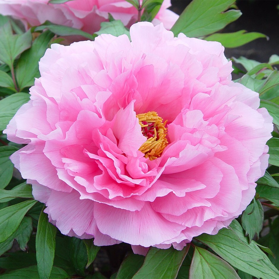 <i>Paeonia × suffruticosa</i> 'Rou Fu Rong'