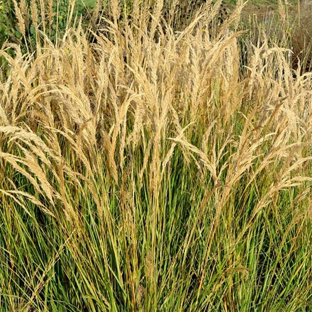 Stipa calamagrostis Algäu