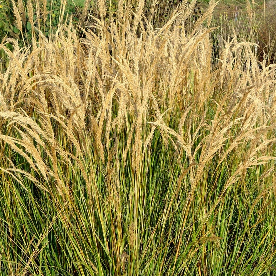 rough feather grass