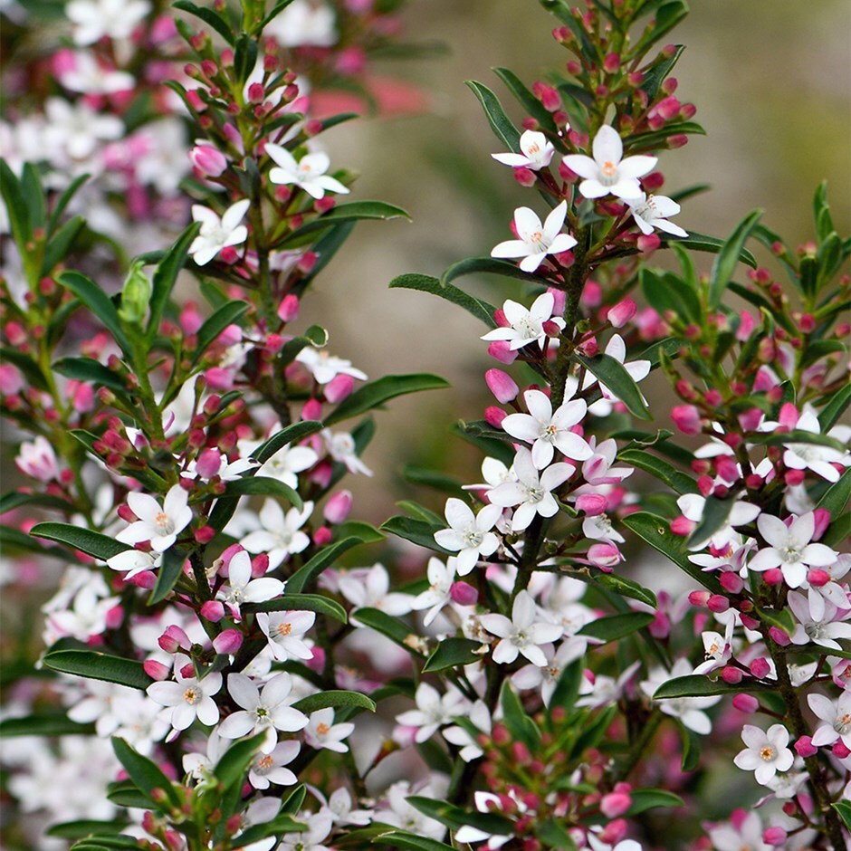 gin and tonic plant (syn. Eriostemon myoporoides)