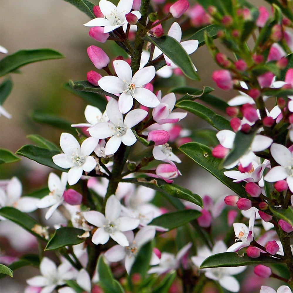 gin & tonic plant (<i>Philotheca myoporoides</i>)