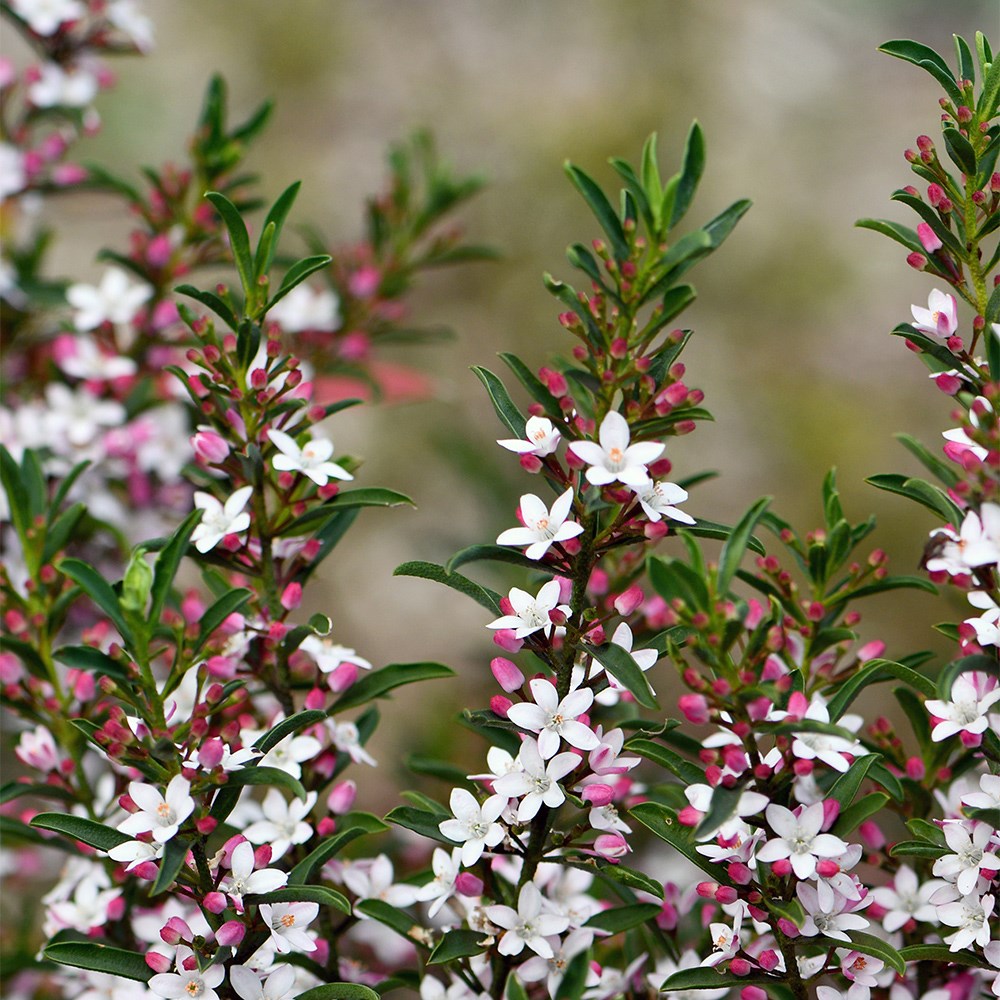 gin & tonic plant (<i>Philotheca myoporoides</i>)