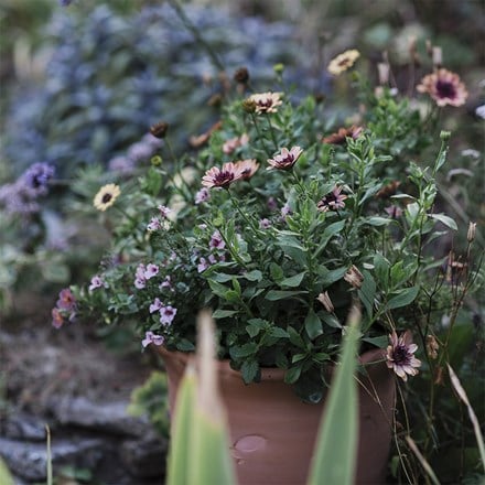 Blueberry bliss - Easyplanter for hanging baskets & patio pots