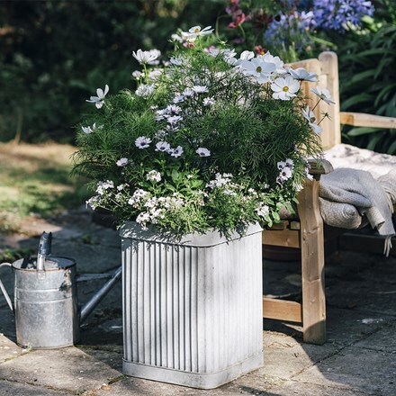 The debutante container plant collection