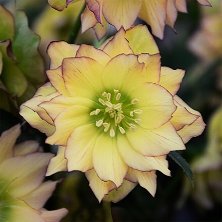 Helleborus × hybridus First Dance (Wedding Party Series)