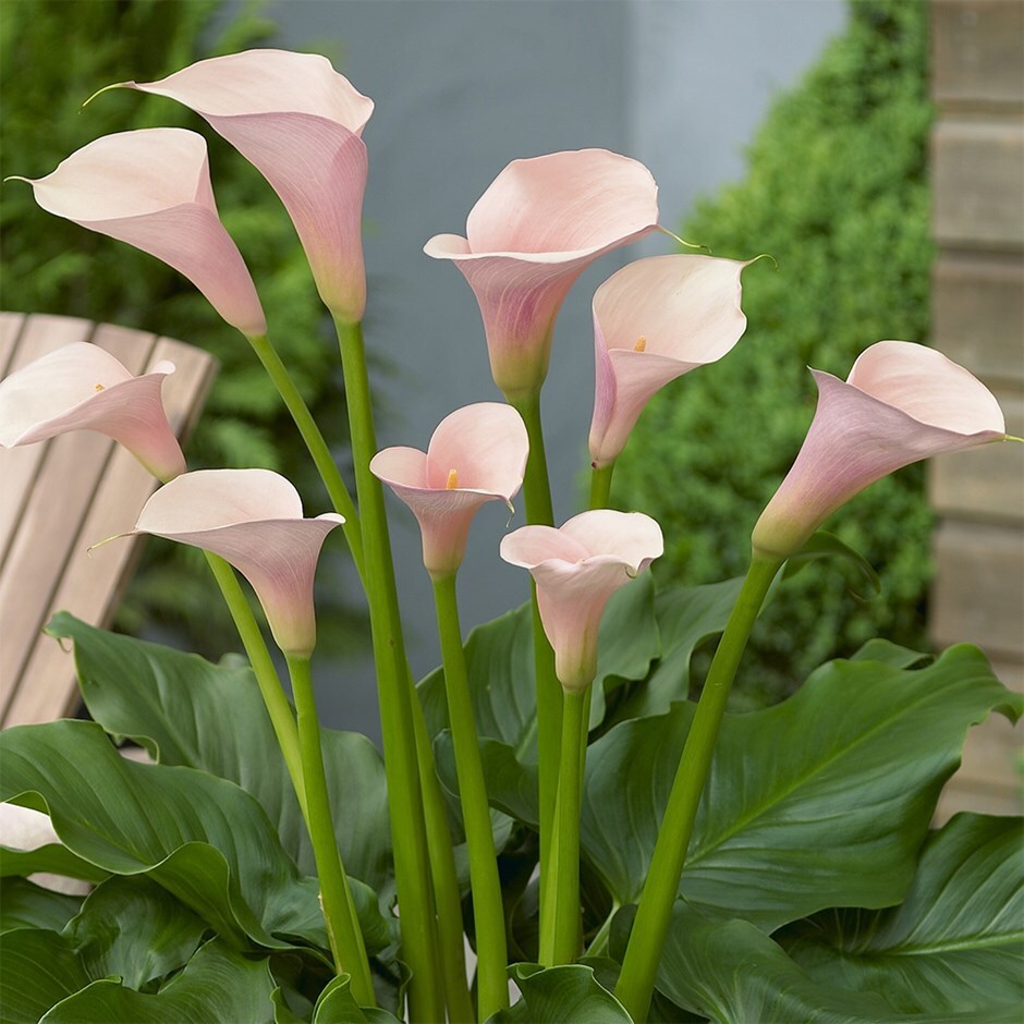 calla lily