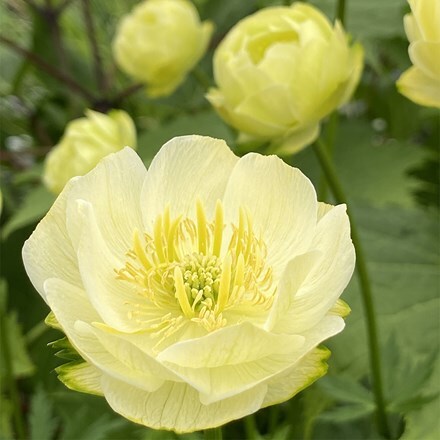 Trollius × cultorum Full Moon ('Mactro010')