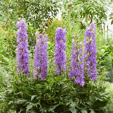Delphinium Delgenius Breezin ('Et Dlp 17 11') (Delgenius Series)