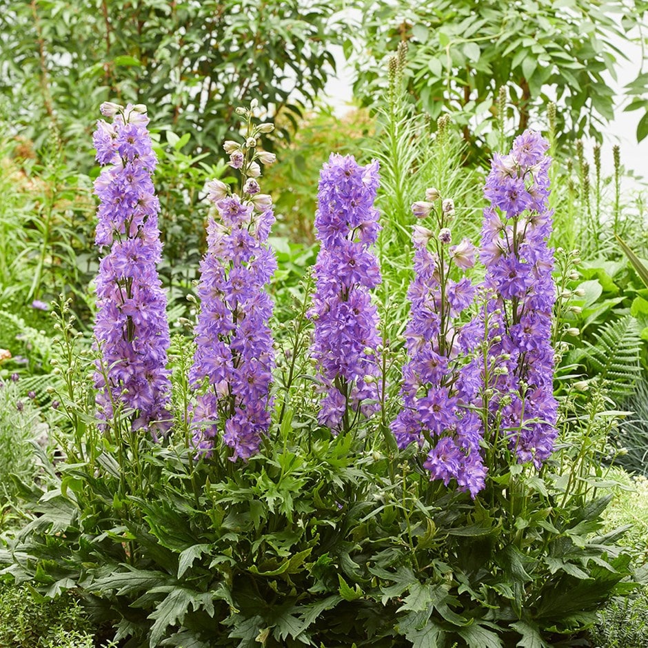 delphinium