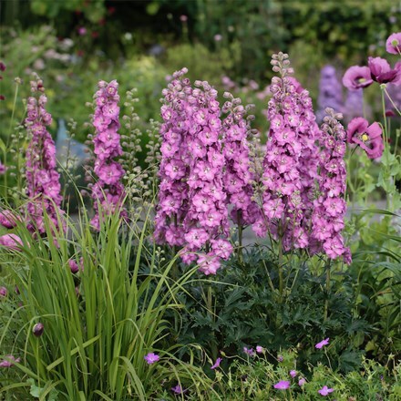 Delphinium Delgenius Chantay ('Et Dlp 827') (Delgenius Series)