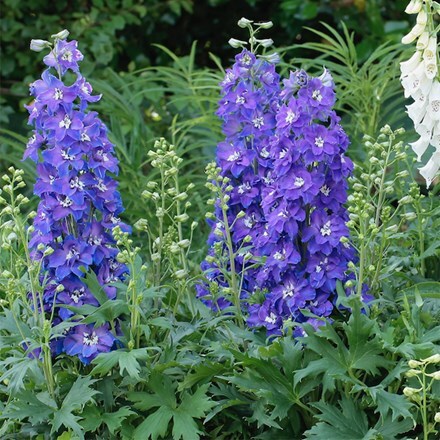 Delphinium Delgenius Glitzy ('Et Dlp 17 10') (Delgenius Series)