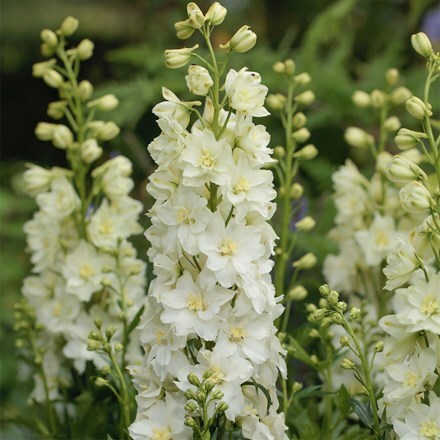 Delphinium Delgenius Neva ('Et Dlp 824') (Delgenius Series)