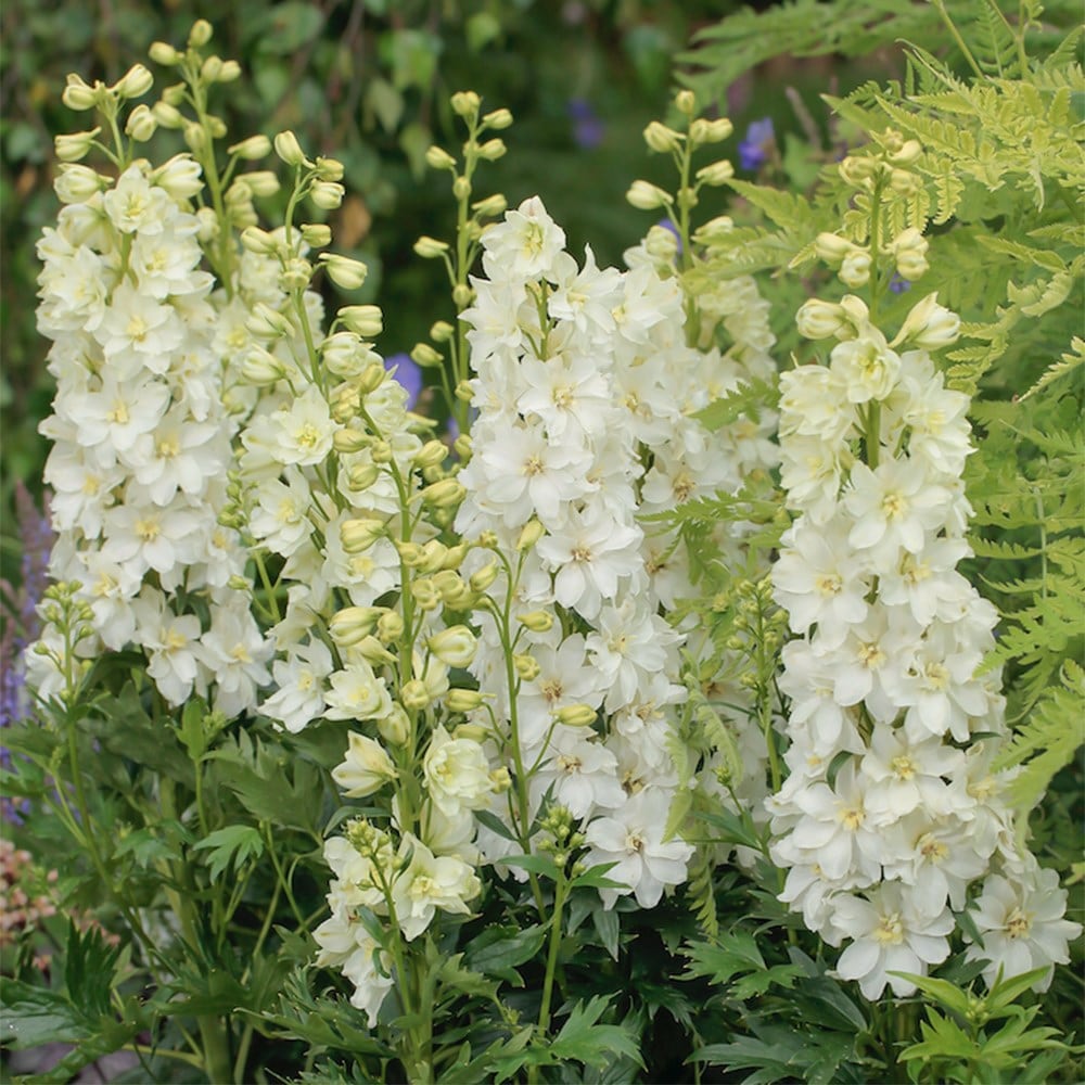 Buy delphinium Delphinium 'Delgenius Neva ('Et Dlp 824') (Delgenius ...