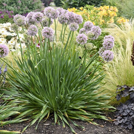 Allium Bubble Bath