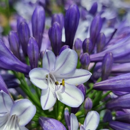 Agapanthus Midnight Moon ('DWHYB20') (PBR)