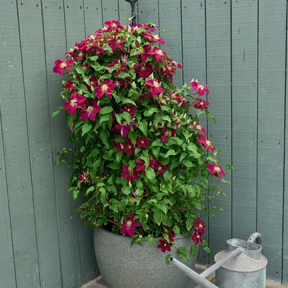 <i>Clematis</i> <b class=small-caps>Elpis</b> ('EviGsy154') (PBR)