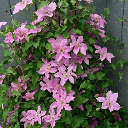 Clematis Bridgewater ('EviGsy155') (PBR)