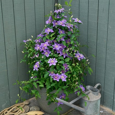 Clematis Baroness Fookes ('EviGsy156') (PBR)