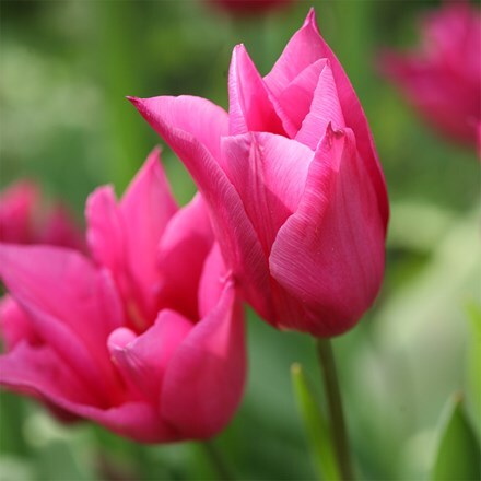 Tulipa Mariette