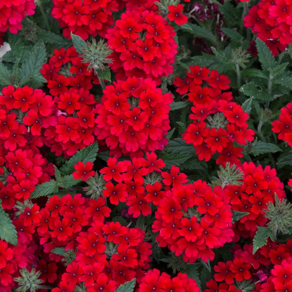 verbena