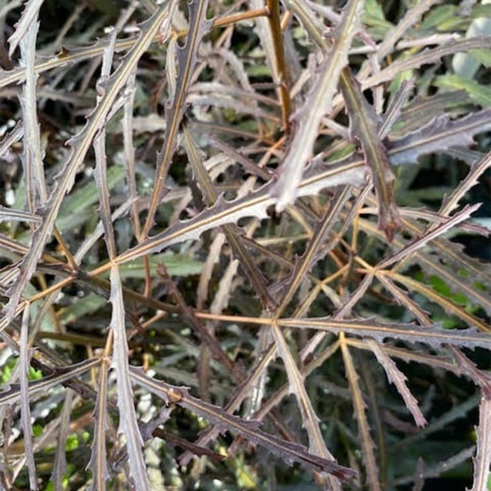 Product options image