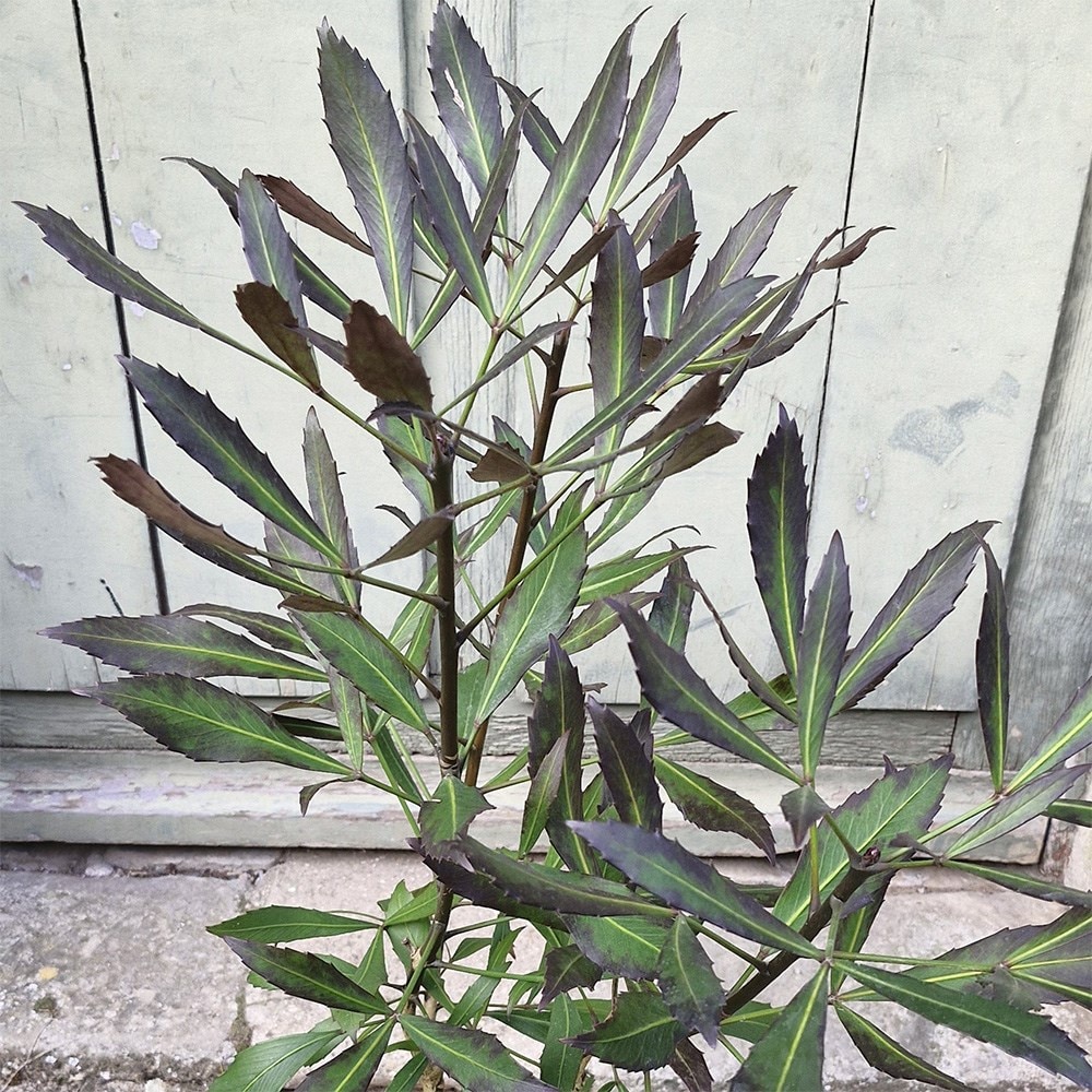 <i>Pseudopanax</i> 'Dark Star'