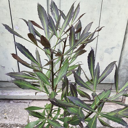 Pseudopanax 'Dark Star'