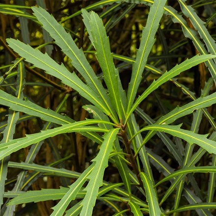 Pseudopanax crassifolius