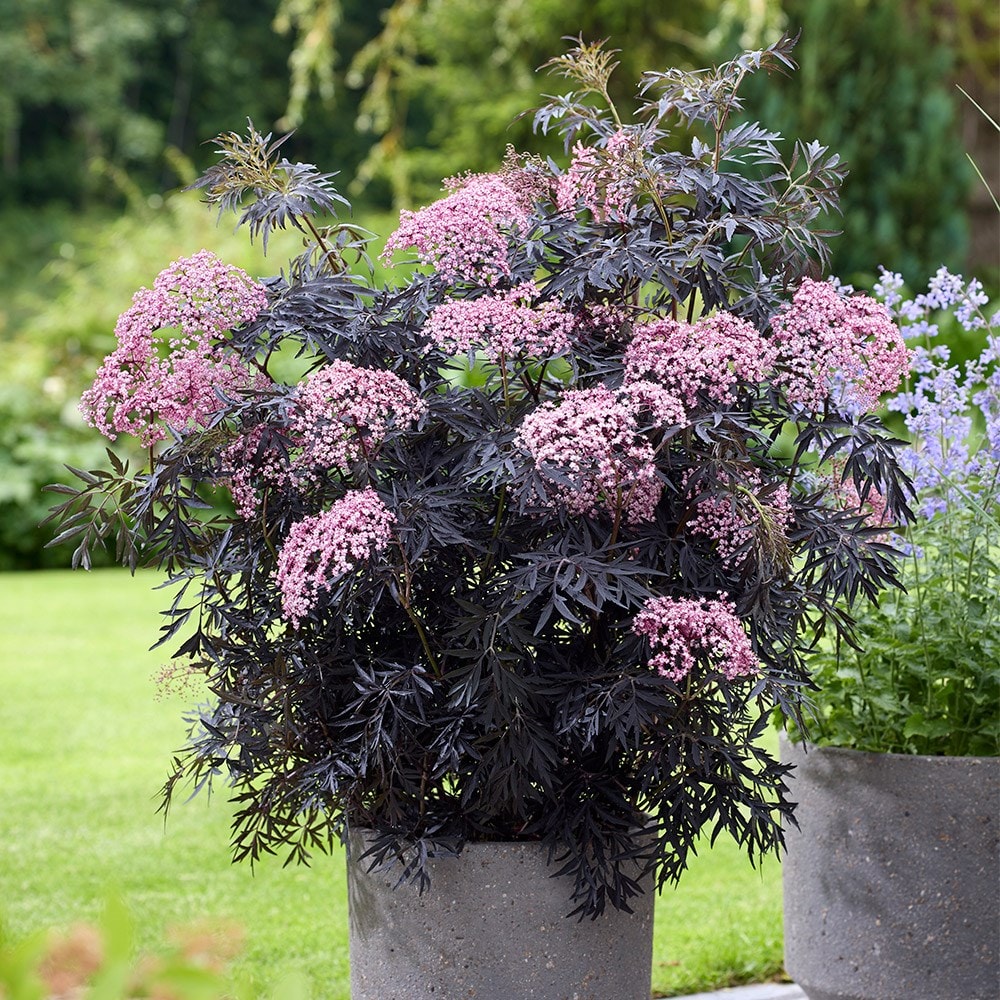 <I>Sambucus nigra</I> f. <i>porphyrophylla</i> <b class=small-caps>Cherry Lace</b> ('Hyfjolais')