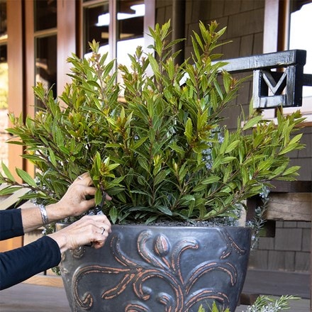Laurus nobilis Little Ragu ('Monrik')