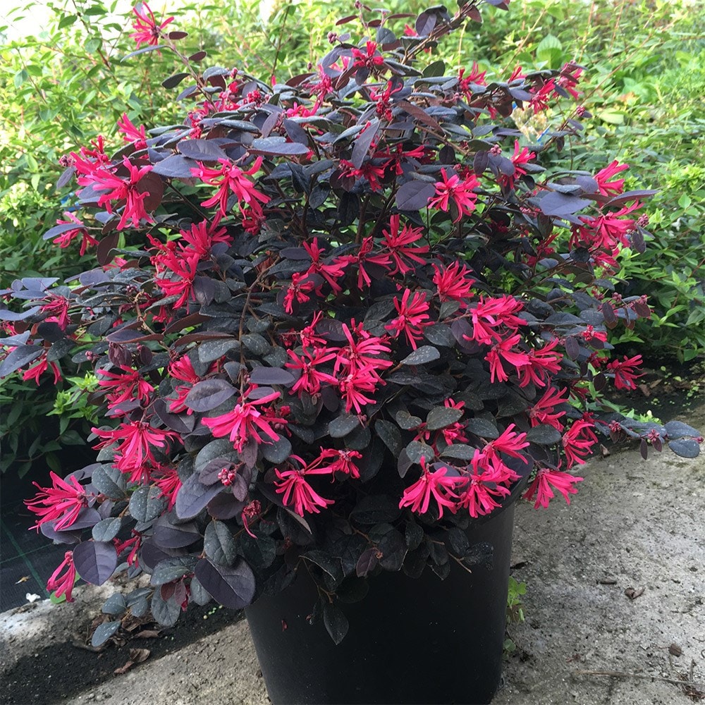 Product options image