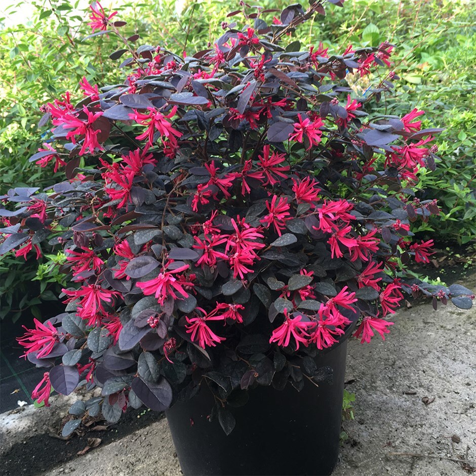 Chinese witch hazel 'Pearl' (syn. Loropetalum chinense Black Pearl)