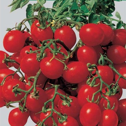 tomato Red Cherry